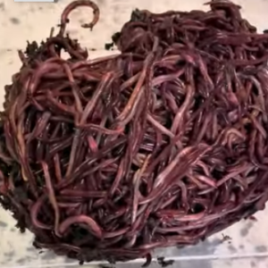 Compost Worms