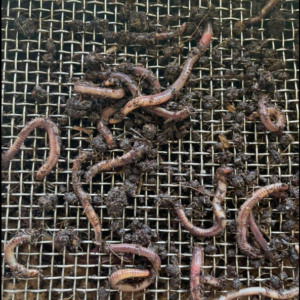 Live Bait Fishing worms